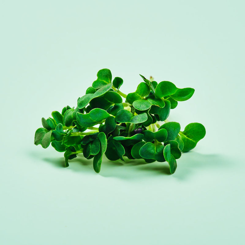 Micro ortaggi Broccoli - Coltivabili con il vassoio Micogreens per Smart Garden Plantui 6