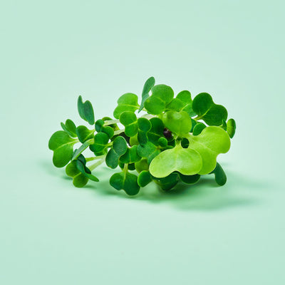 Micro ortaggi Pak Choi - Coltivabili con il vassoio Microgreens per Smart Garden Plantui 6