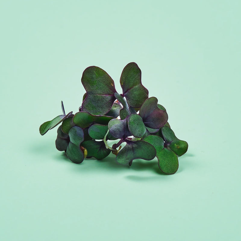 Micro ortaggi Cavolo Rosso - Coltivabili con il vassoio Micogreens per Smart Garden Plantui 6
