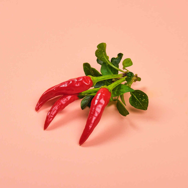 Capsule Peperoncino Medusa Plantui - Confezione da 3 pezzi