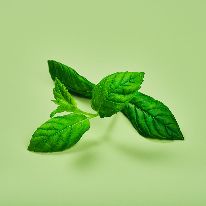 Capsule Menta Plantui - Confezione da 3 pezzi