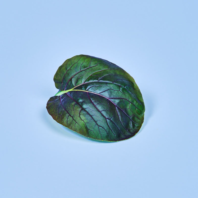Capsule Pok Choy Rosso Plantui - Confezione da 3 pezzi
