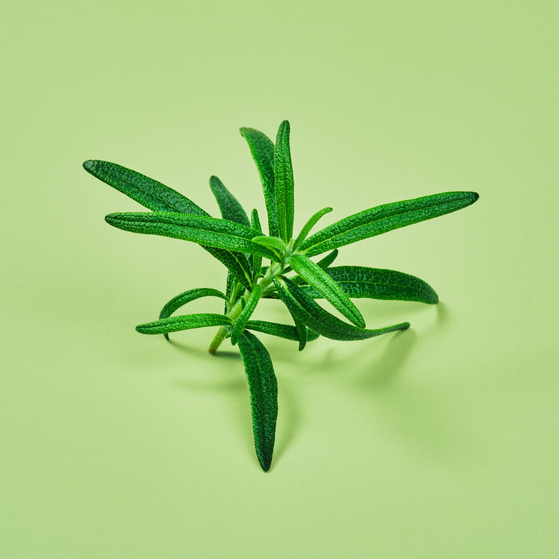 Capsule Rosmarino Plantui - Confezione da 3 pezzi