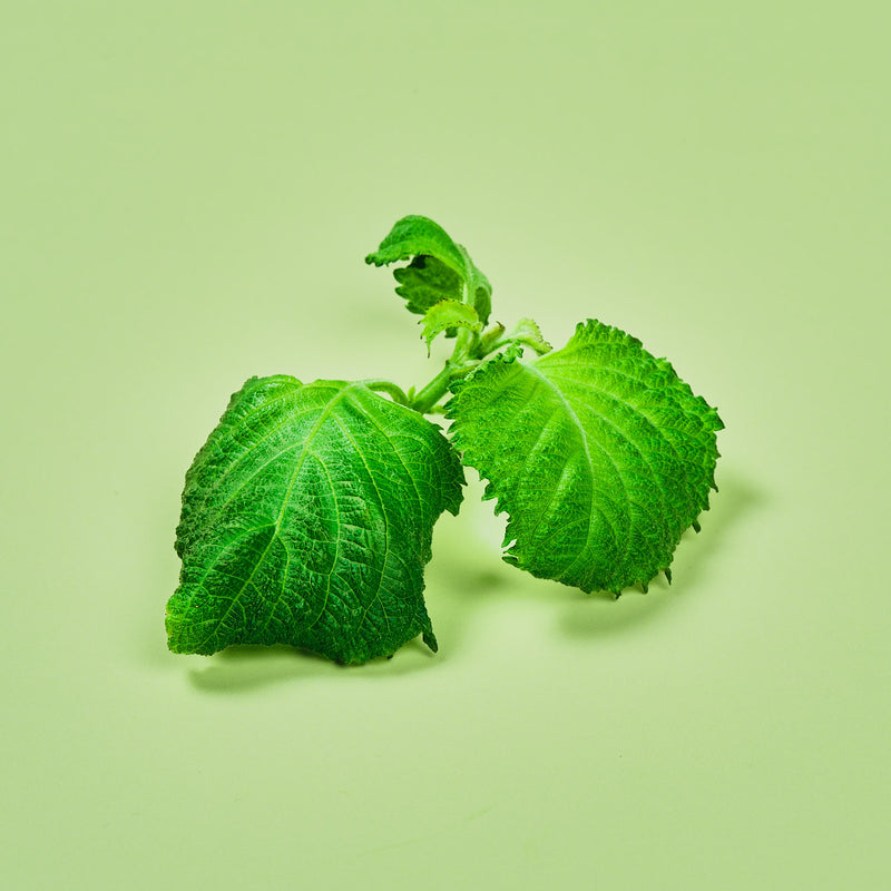 Capsule Shiso Plantui - Confezione da 3 pezzi
