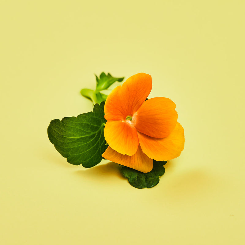 Capsule Viola Arancio Plantui - Confezione da 3 pezzi
