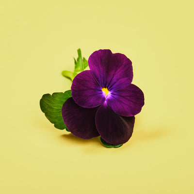 Capsule Viola Plantui - Confezione da 3 pezzi