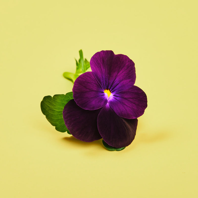 Capsule Viola Plantui - Confezione da 3 pezzi