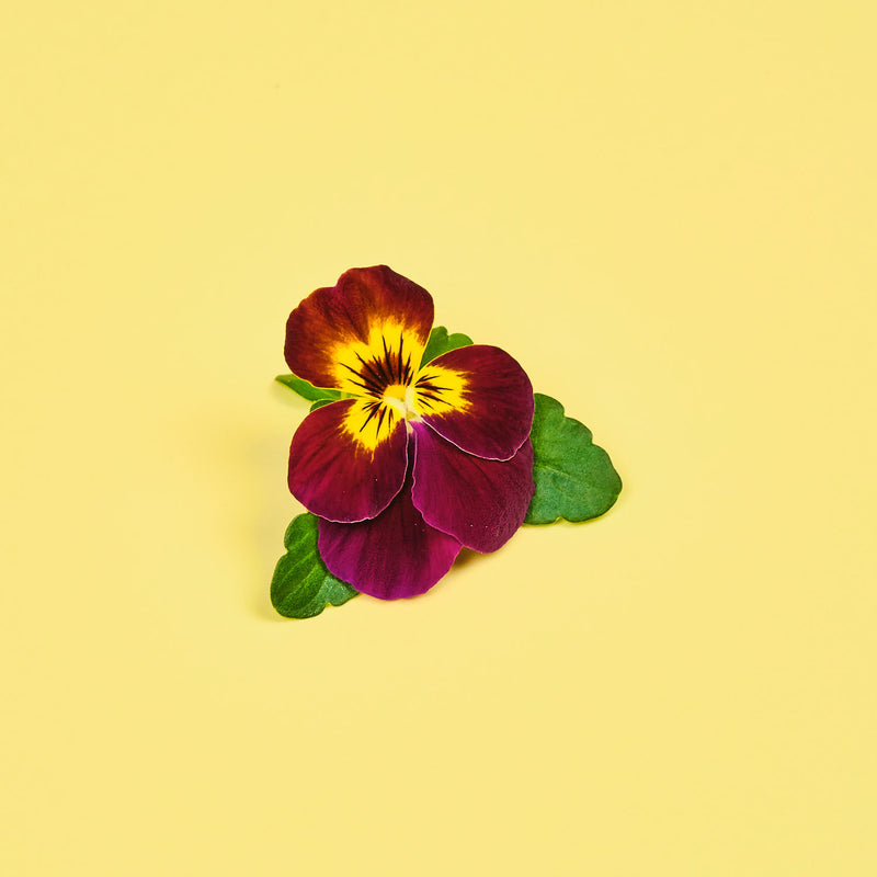 Capsule Viola Rubino e Oro Plantui - Confezione da 3 pezzi