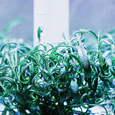 Capsule Rosmarino Plantui - Confezione da 3 pezzi