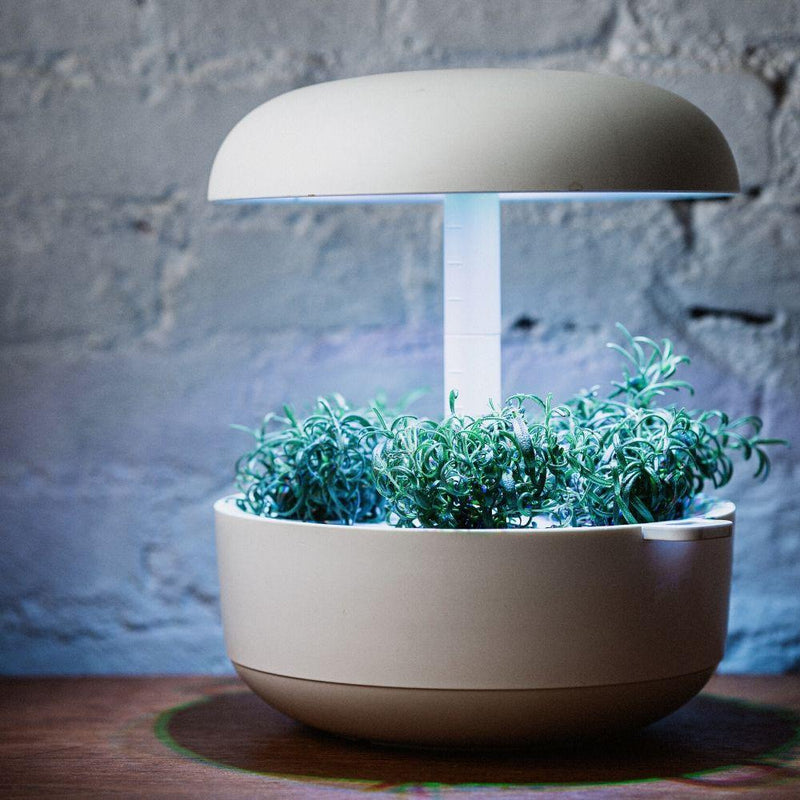 Capsule Rosmarino Plantui - Confezione da 3 pezzi
