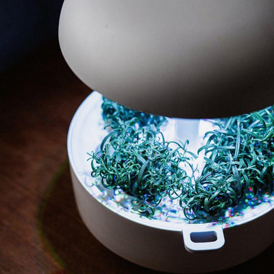 Capsule Rosmarino Plantui - Confezione da 3 pezzi