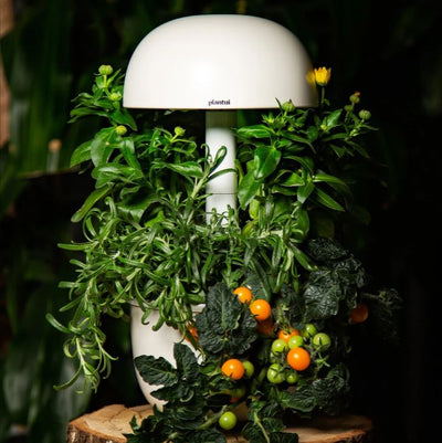 Capsule Pomodorini Gialli Plantui - Confezione da 3 pezzi