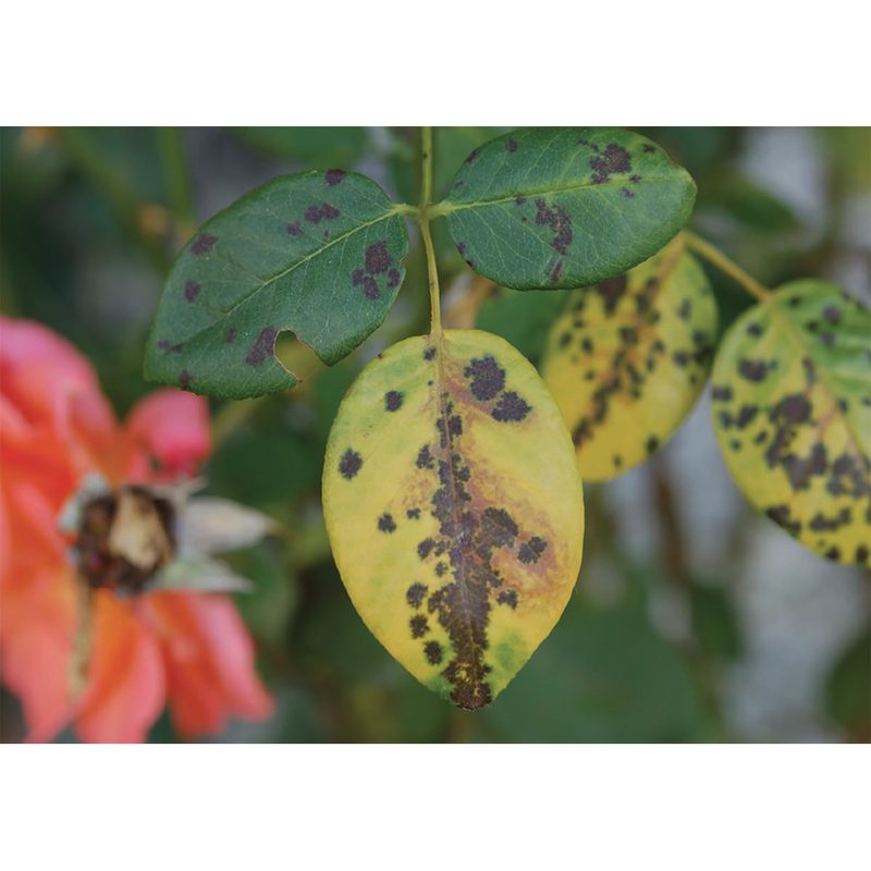 Flortis Eco Gel di Silice - Corroborante per la difesa delle piante