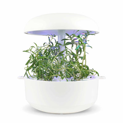 Capsule Santoreggia Plantui - Confezione da 3 pezzi