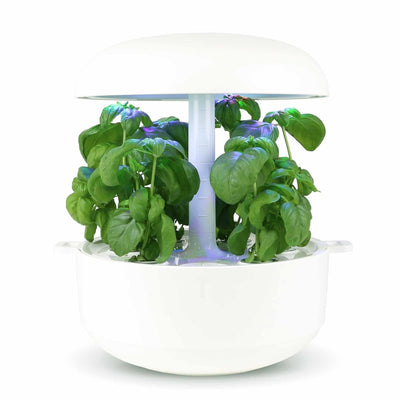Capsule Basilico Thai Plantui - Confezione da 3 pezzi