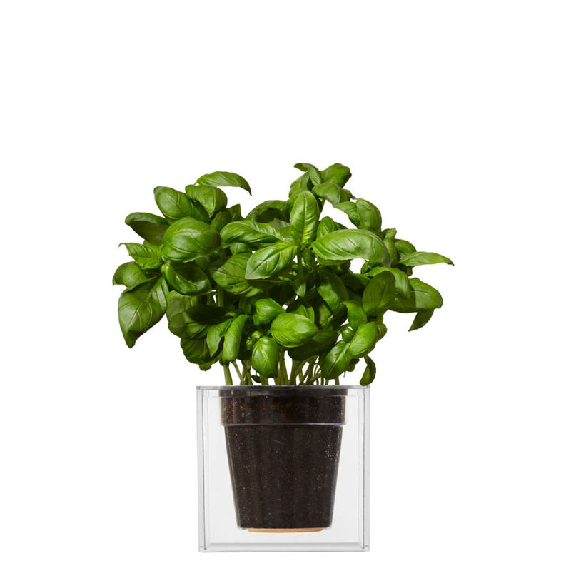 Boskke Vaso Cube Small