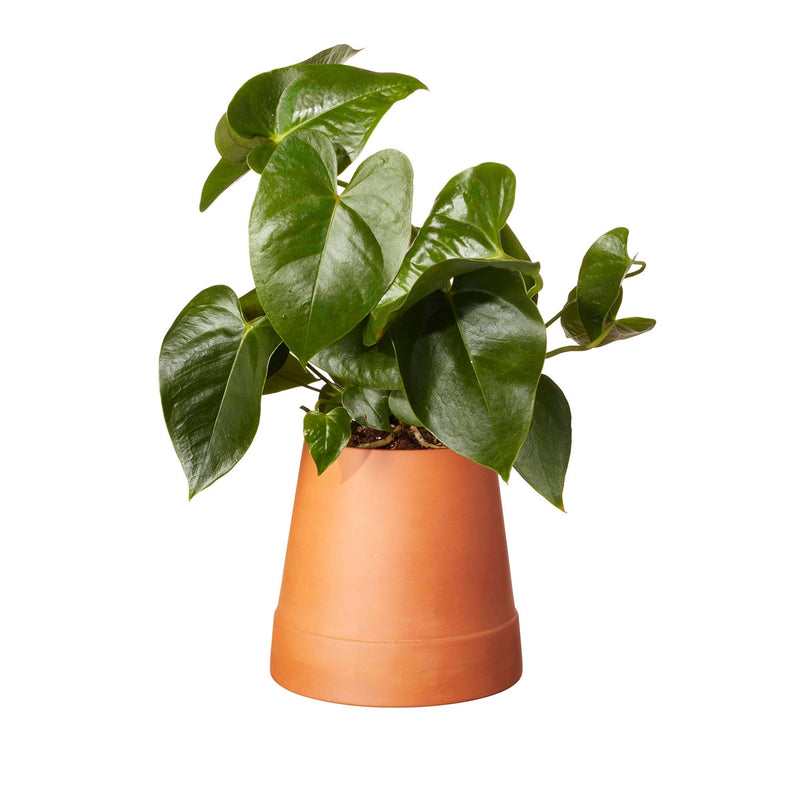 Boskke Flipped vaso in terracotta capovolto con riserva d&