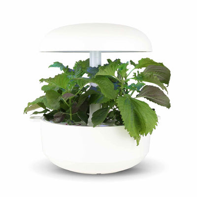 Capsule Shiso per Plantui Smart Garden - esempio