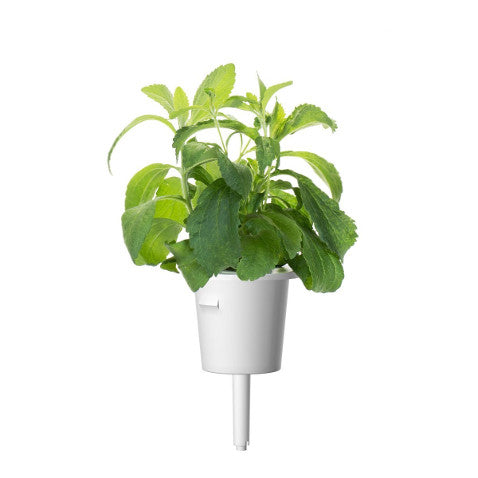Capsule Stevia Click and Grow