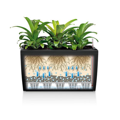 Lechuza - CARARO Design planter with water reserve and integrated wheels