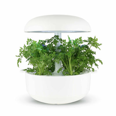 Capsule Cerfoglio Plantui - Confezione da 3 pezzi