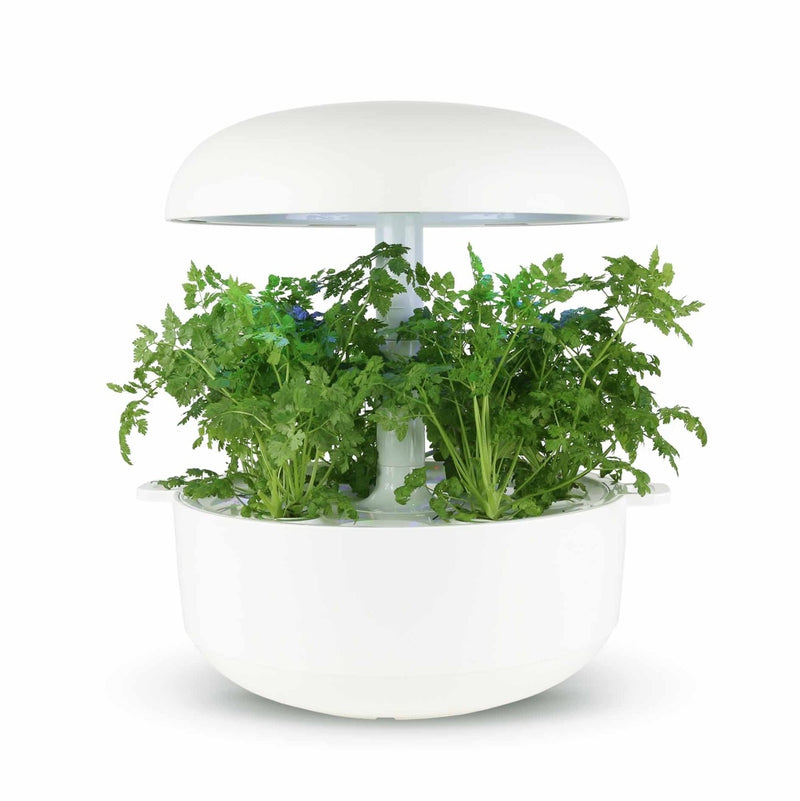 Capsule Cerfoglio Plantui - Confezione da 3 pezzi