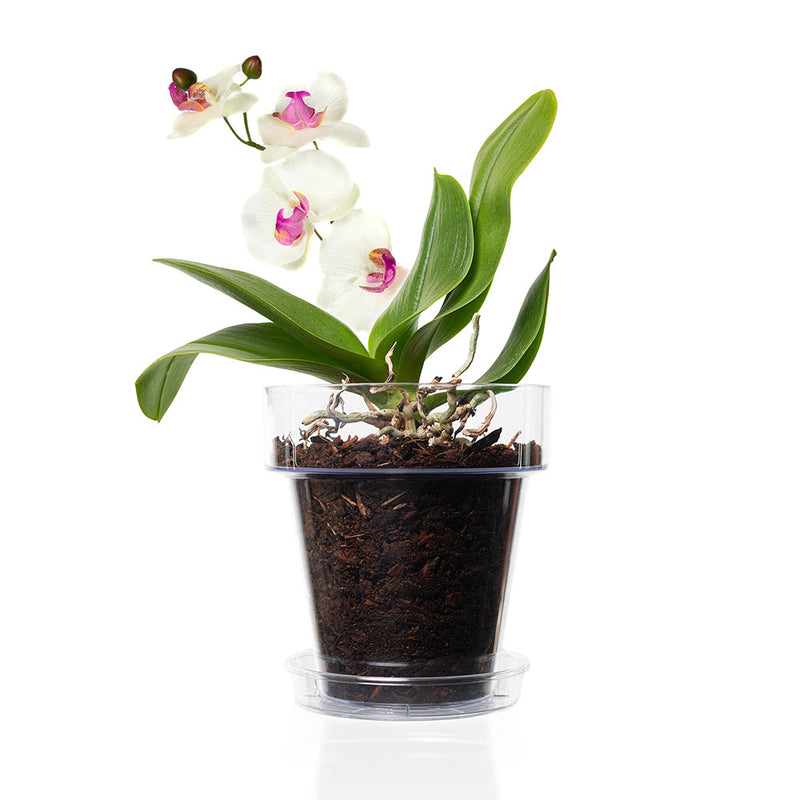 Kit Rinvaso per Orchidee completo - Vaso Trasparente da Ø 15cm con  sottovaso + Substrato Specifico per Orchidee 1 Lt + Concime Liquido 250ml -  Inclusa Guida Completa