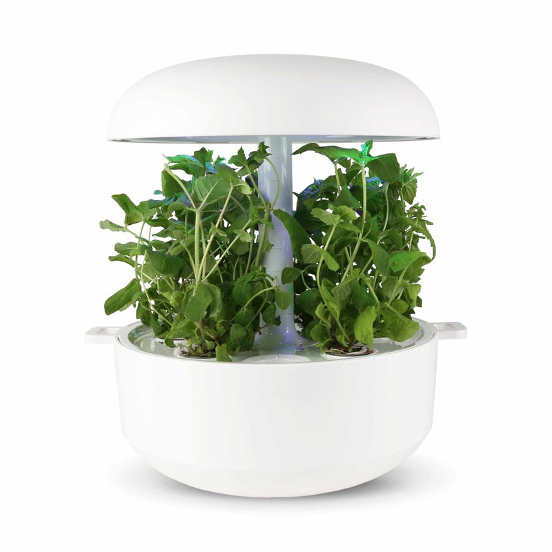 Capsule Menta Plantui - Confezione da 3 pezzi