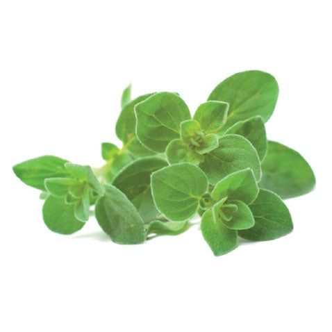 Click and Grow Oregano Capsules - Pack of 3