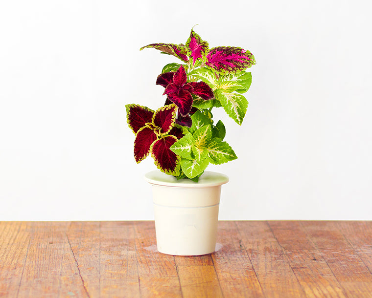 Click & Grow Vasetti per piante