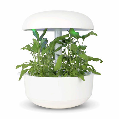 Capsule Salvia Plantui - Confezione da 3 pezzi