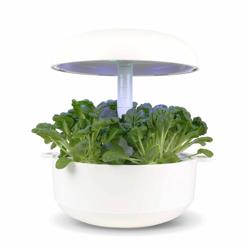 Capsule Tatsoi per Plantui Smart Garden - Confezione da 3 pezzi - esempio
