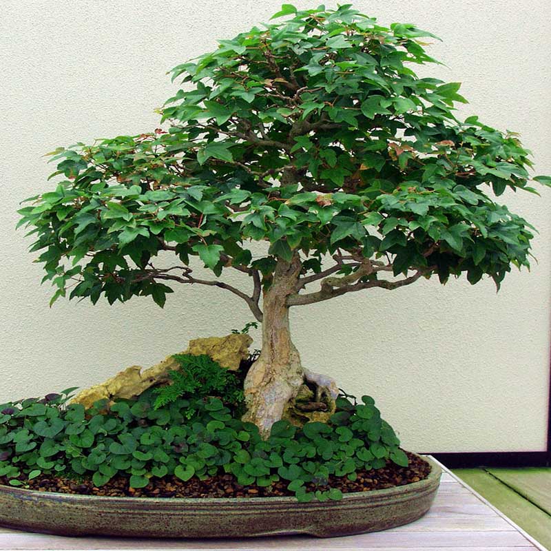 Flortis - Terriccio bonsai 5 litri