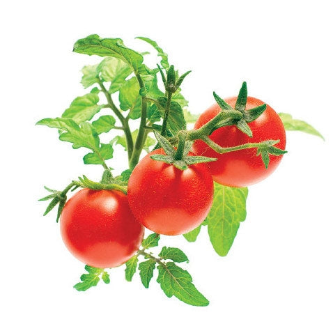 Click and Grow Tomato Capsules - Pack of 3