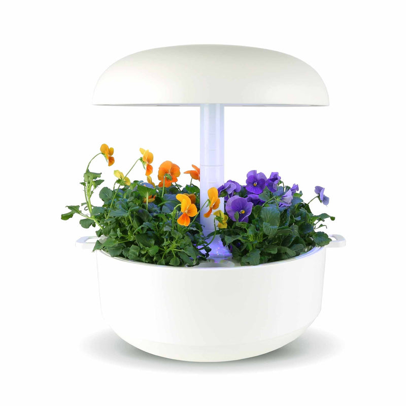 Capsule Viola Arancio Plantui - Confezione da 3 pezzi