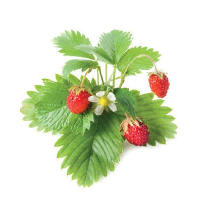 Click and Grow Wild Strawberry Capsules - Pack of 3