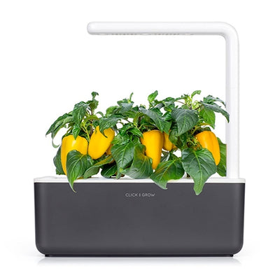 yellow-sweet-pepper-click-and-grow